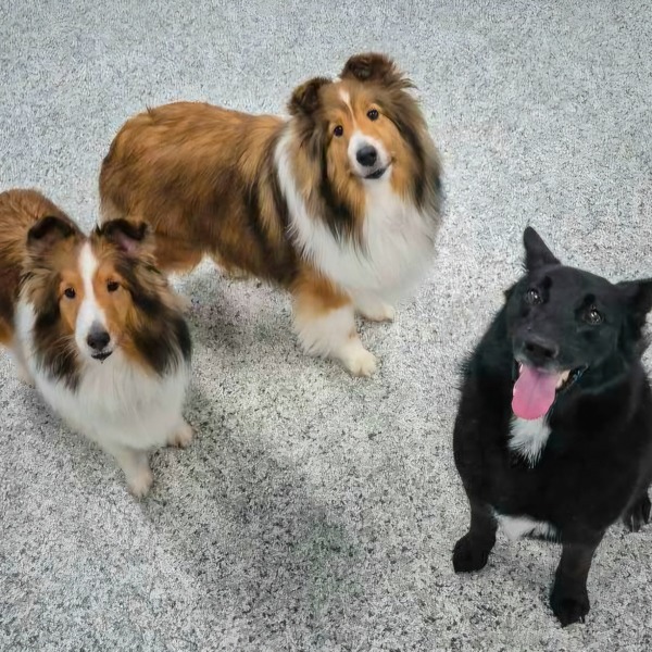 Dog-care-boarding-grooming-7