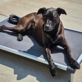 Dog-care-boarding-grooming-3