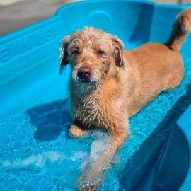Dog-care-boarding-grooming-8