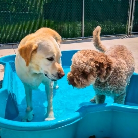 Dog-care-boarding-grooming-2