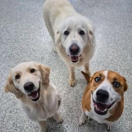 Dog-care-boarding-grooming-6