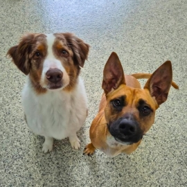 Dog-care-boarding-grooming-1