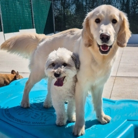 Dog-care-boarding-grooming-5